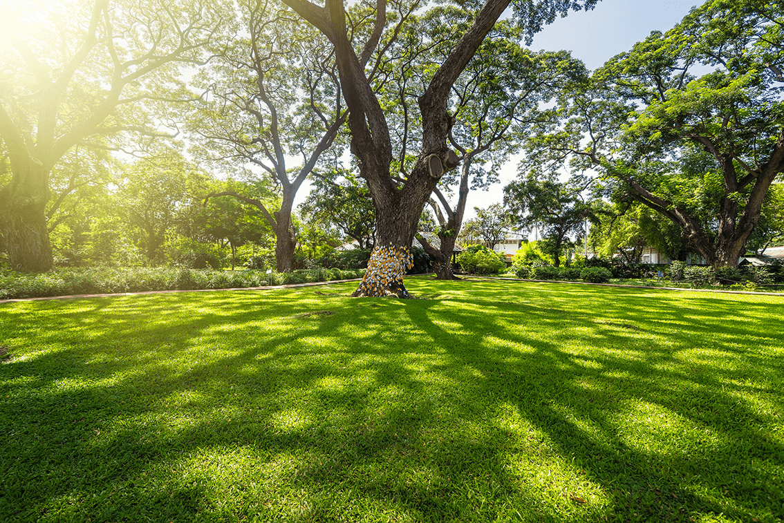 Jardin entretenu et arbres taillés dans la métropole d'Orléans